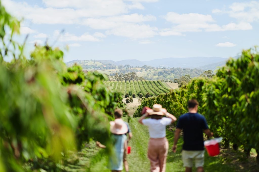 Cherry picking at Cherry Hill Yarra Valley